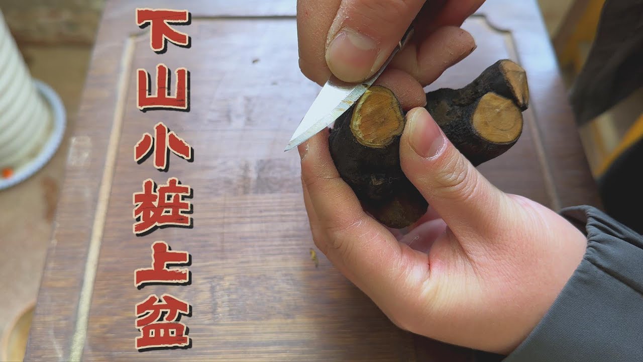 下山小桩上盆
