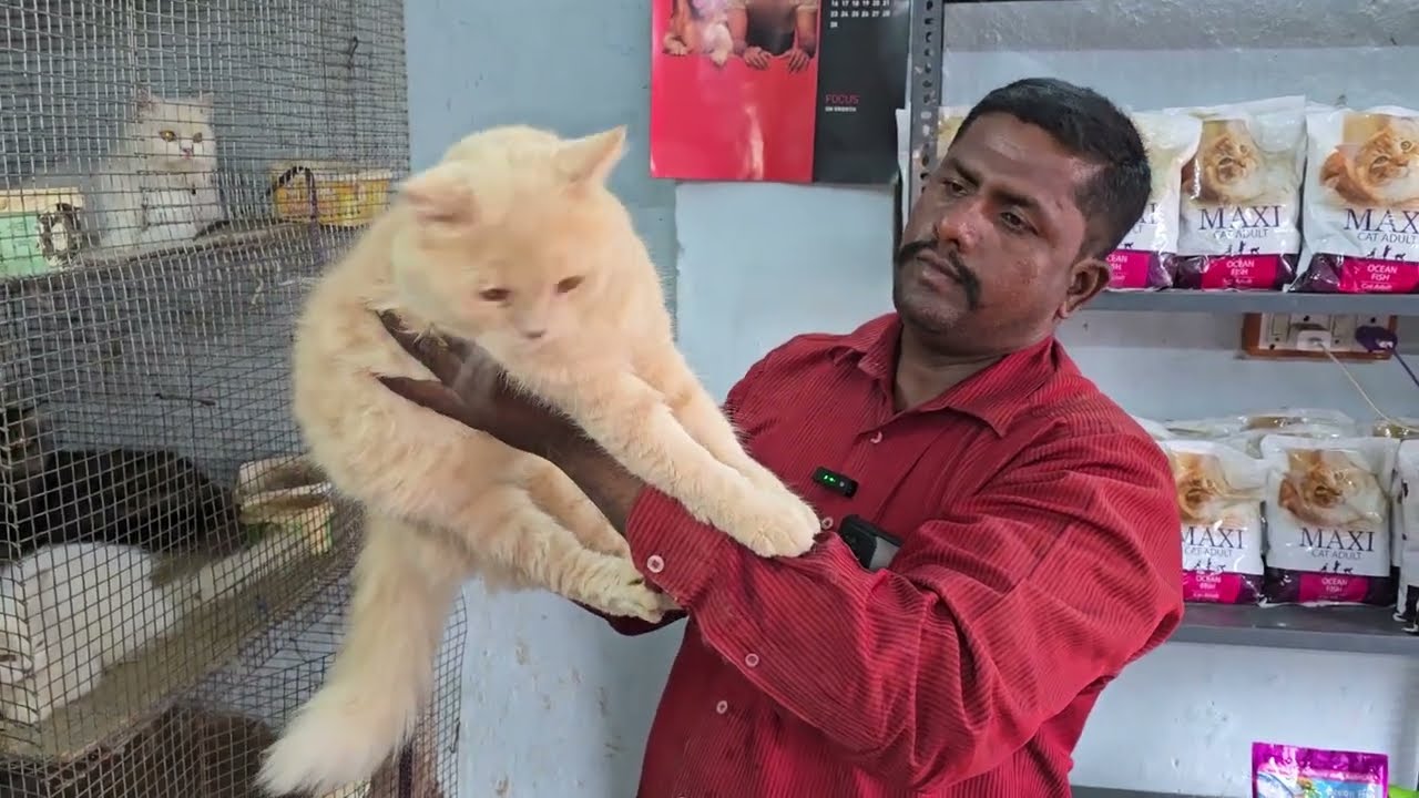 Sabse saste Persian cats in Hyderabad at A to Z Cattery | punch face cat