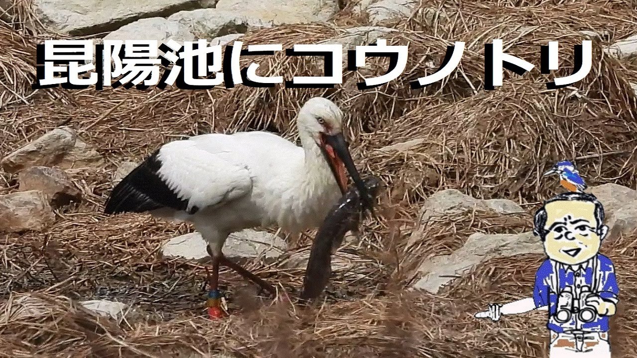 伊丹昆陽池になんと！コウノトリ3羽、2022年2月23日【うっちー探検発見ほっとけん】