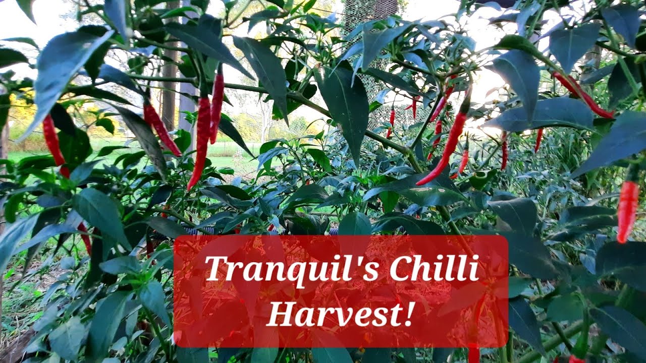 Chilli Harvest Feb 2026