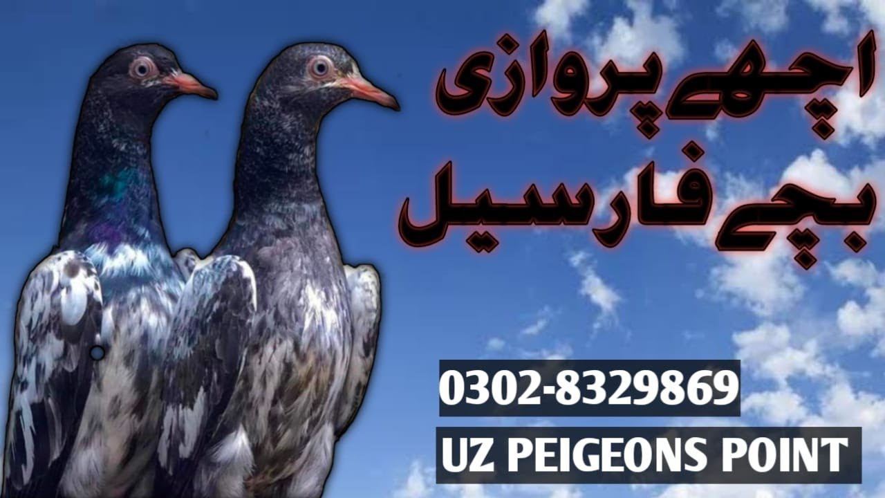 Bachy for Sale | Pervazi Bachy