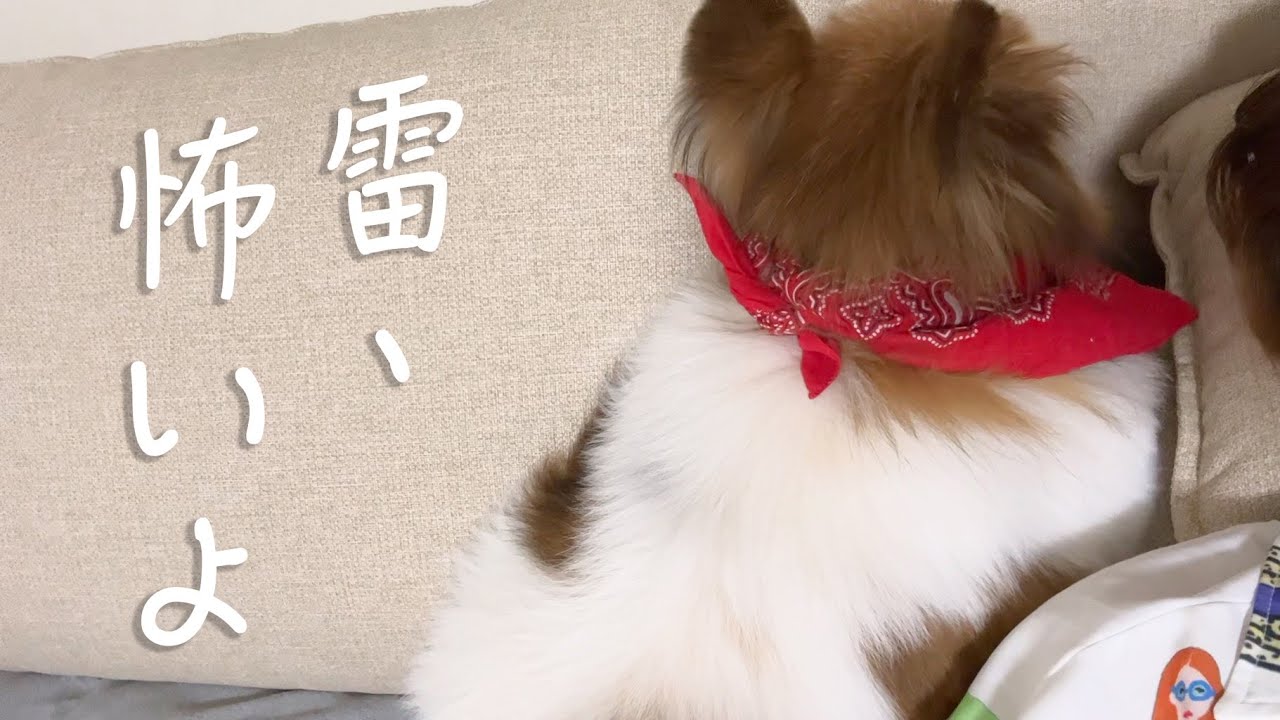 保護犬シロ、雷が怖かった6日目