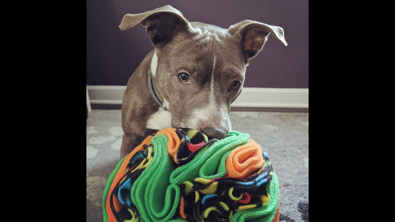Boredom Busters: Snuffle Games for Dogs