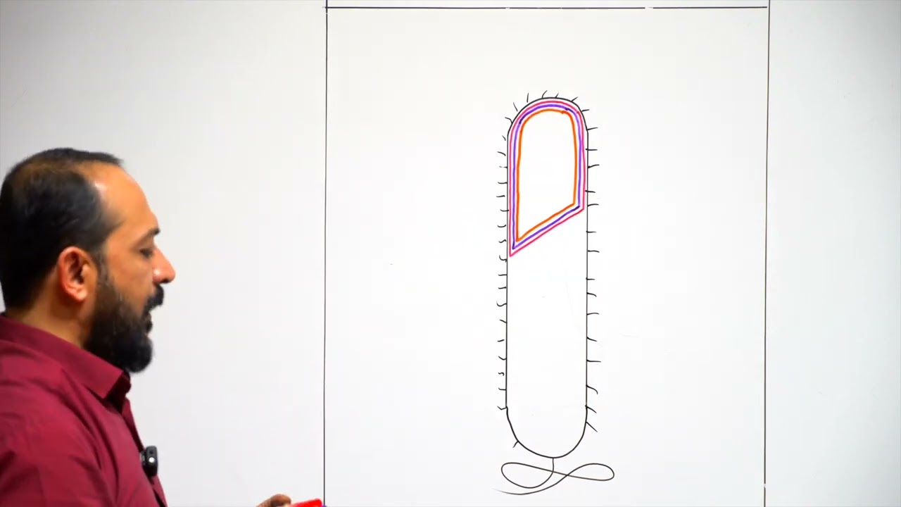 كيفية رسم الخلية البكتيرية