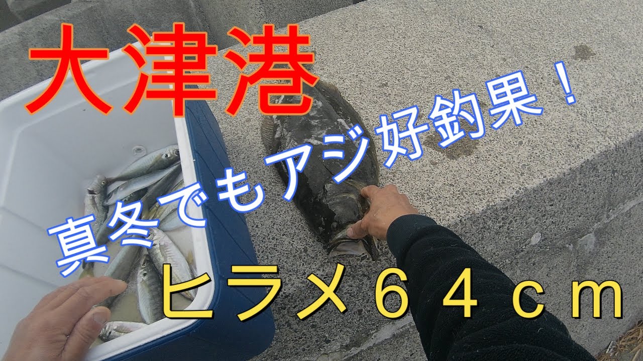 大津港、真冬でも良型アジ好釣果！＆ヒラメ６４ｃｍ。２０２５．１．１９ブッコミサビキ釣り、カマスの泳がせ釣り。