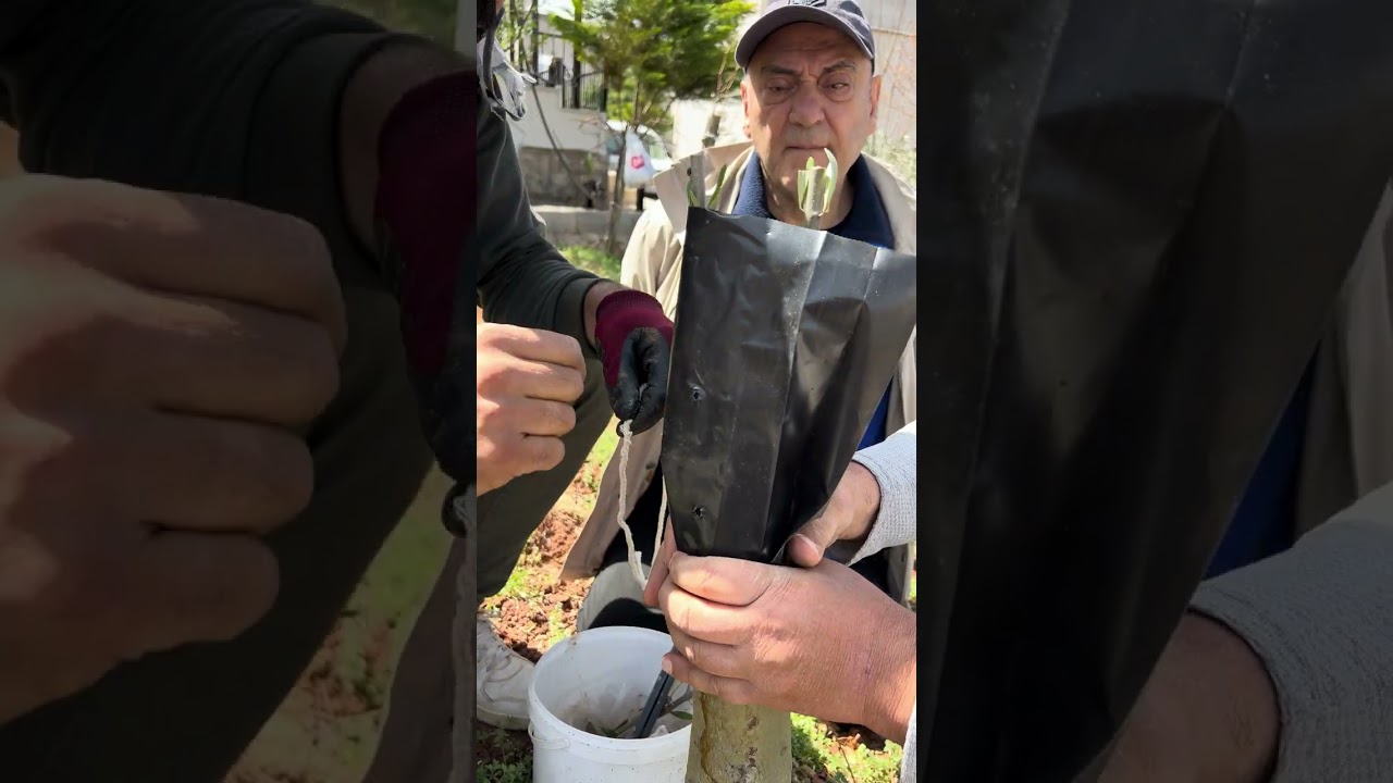 Zeytin aşılama#olive prunıng