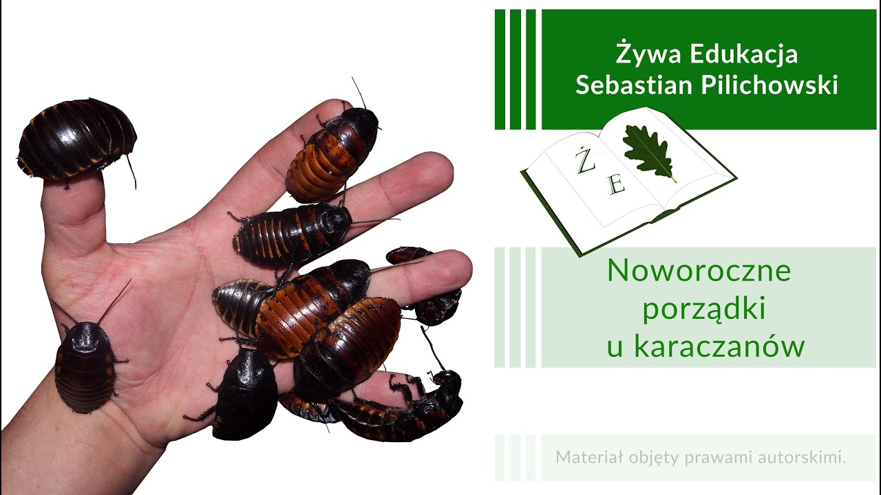 Noworoczne porządki u karaczanów