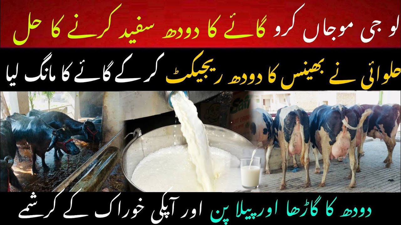 Cow ka milk white krny a tareeqa II kis cow ka milk white aur kiska yellow II Dr. Muzzammil Hassan