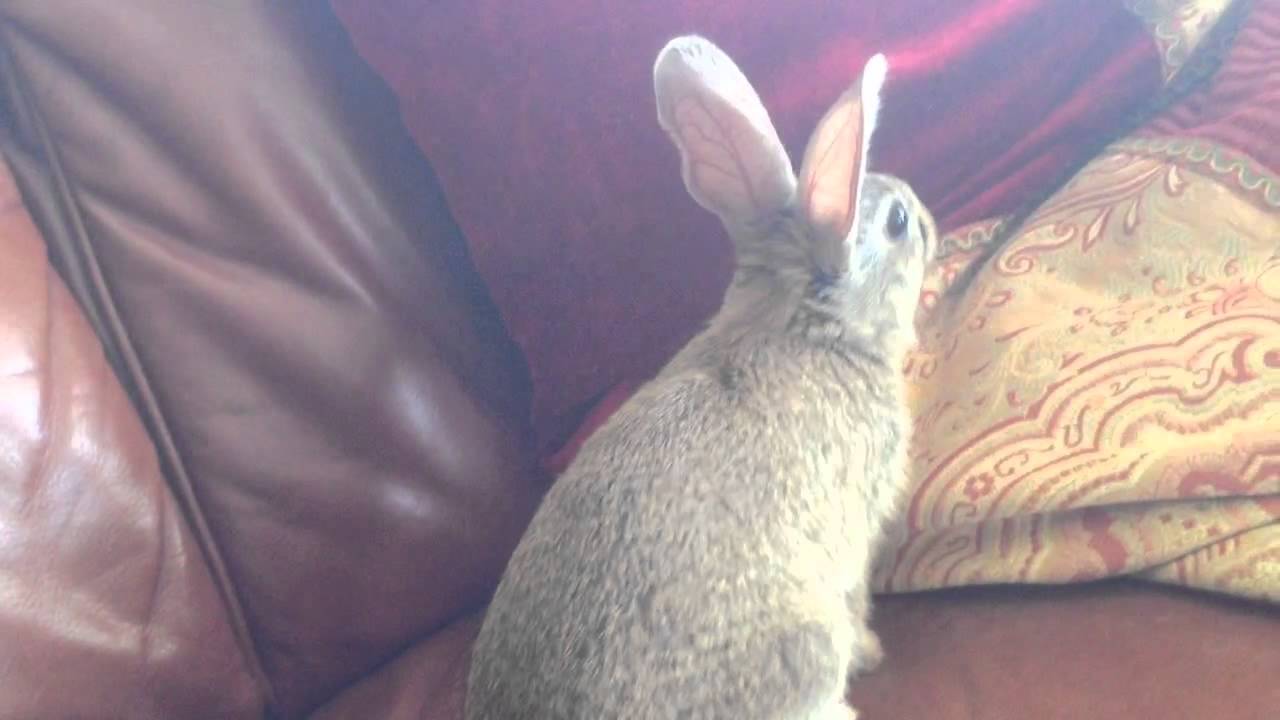 Wild rabbit in the house!