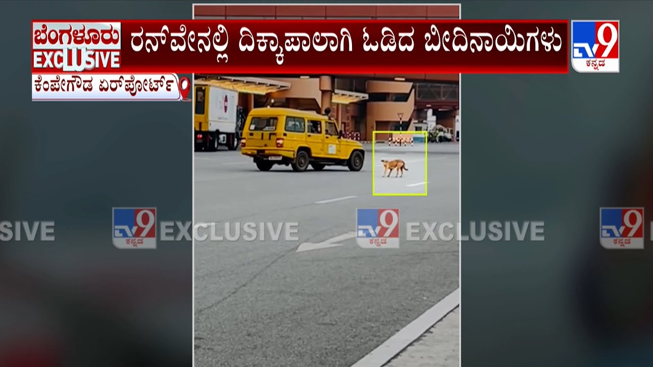 Kempegowda Airport Runway: ಏರ್​​ಪೋರ್ಟ್​ ರನ್​ವೇಗೆ ನುಗ್ಗಿದ ಬೀದಿನಾಯಿಗಳು
