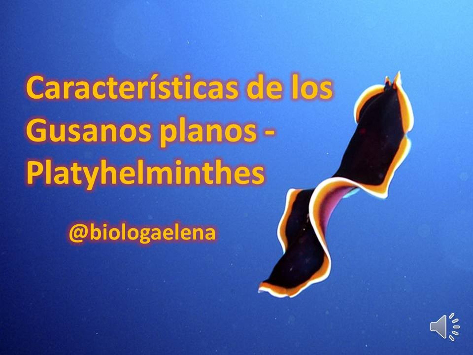 Características de los Gusanos planos - Filo  Platyhelminthes - Reino Animal