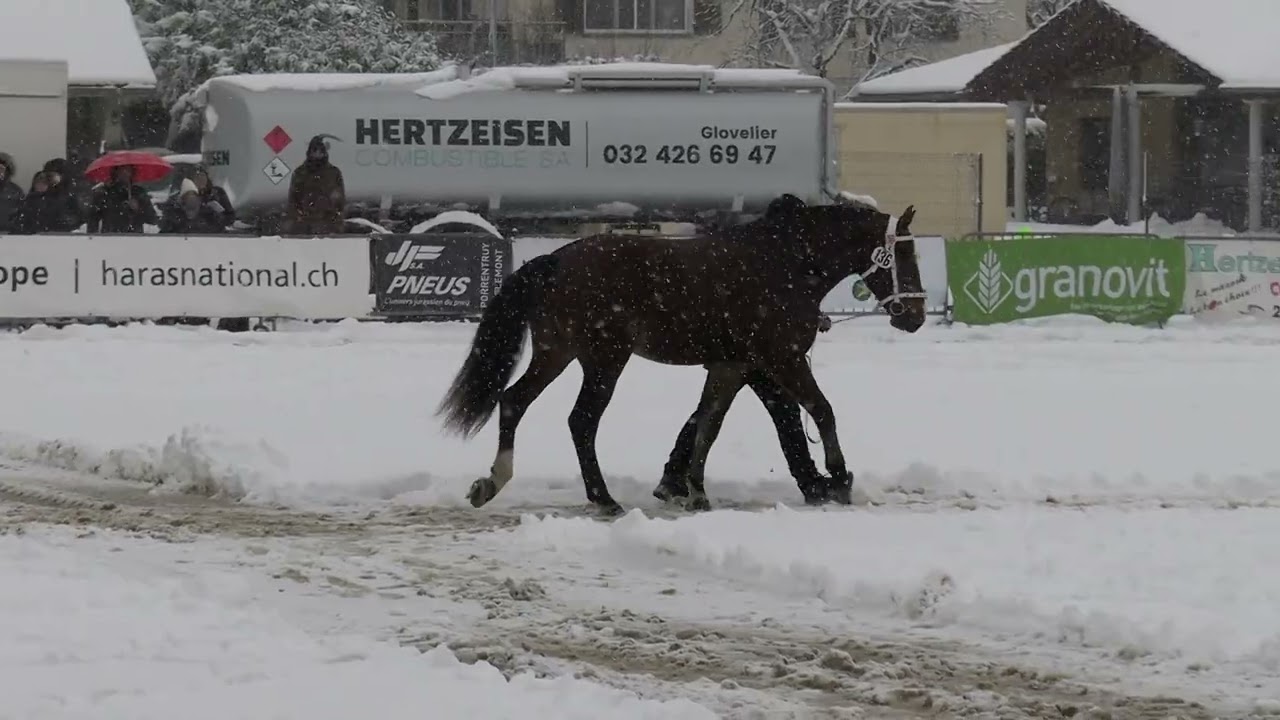 Replay SNEG/NHSG 2026 - Après-midi/Nachmittag