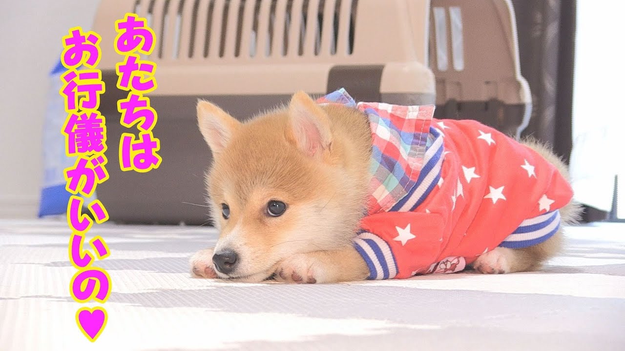 好奇心旺盛な子犬が巻き起こす癒しと笑い♪