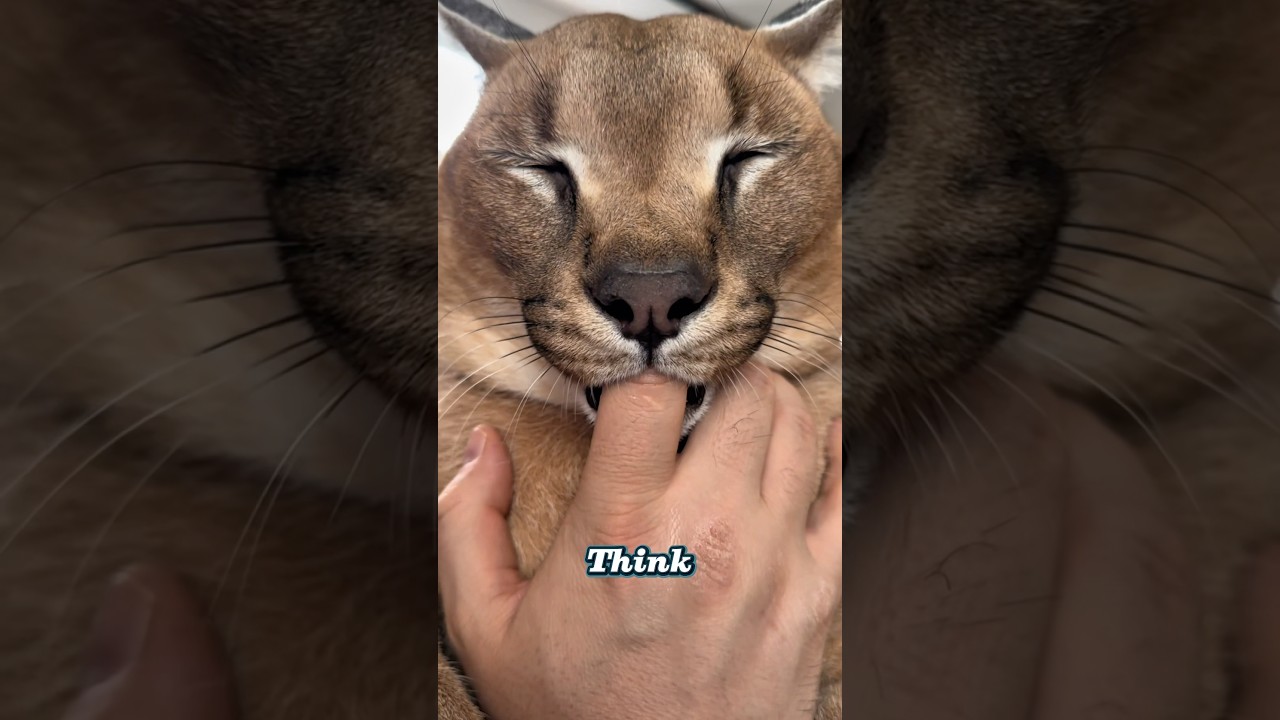 Top 5 Rarest Cat Breeds You&rsquo;ve NEVER Heard Of! 😲🐱 #catbreed #cats