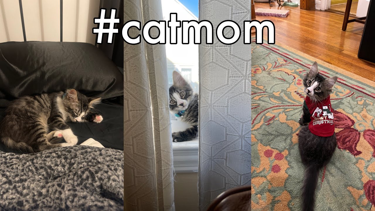 I Adopted a Kitten! | Supplies Haul, Prepping & Set Up, First Couple Days
