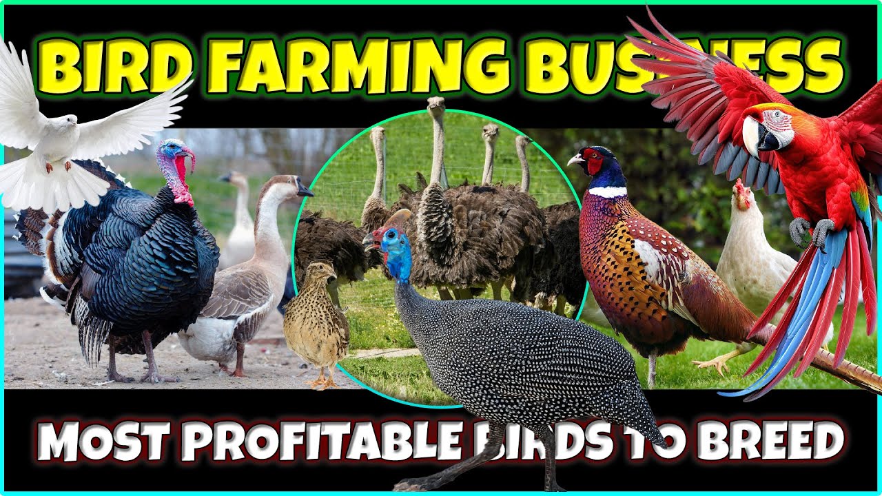 Most Profitable Birds to Breed | Best Bird Farming Businesses | Aviculture