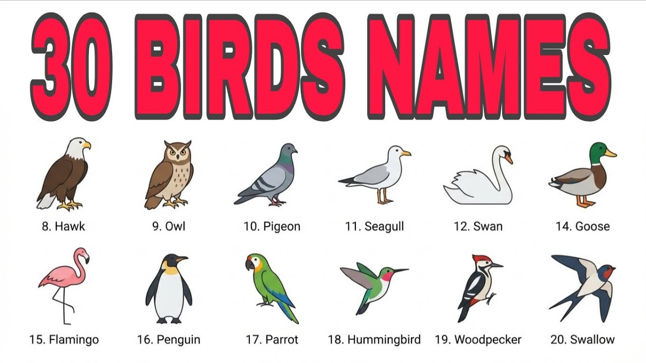 20 Birds Name for Kids | Learn Birds in Hindi and English | Preschool Educational Video