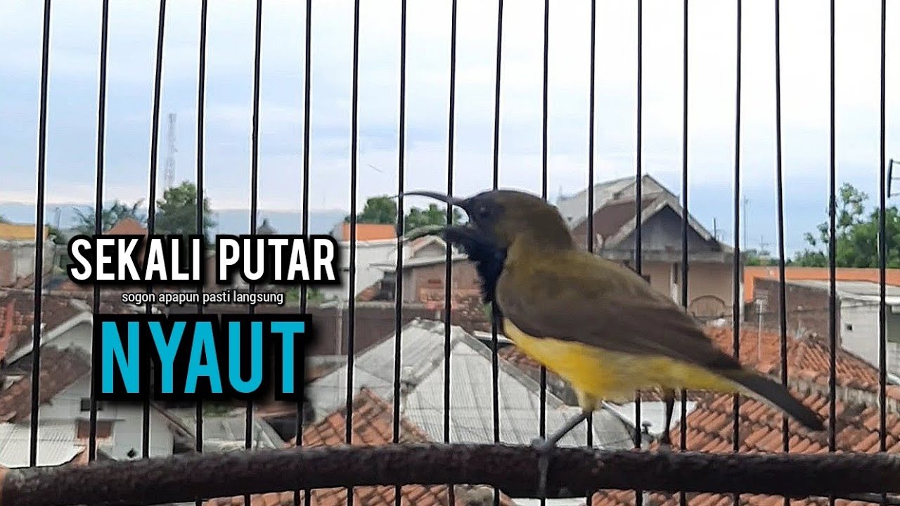 sogon gacor AMPUH BUAT sogon pancingan bunyi JADIKAN burung sogon lain ikut gacor NYAUT seketika