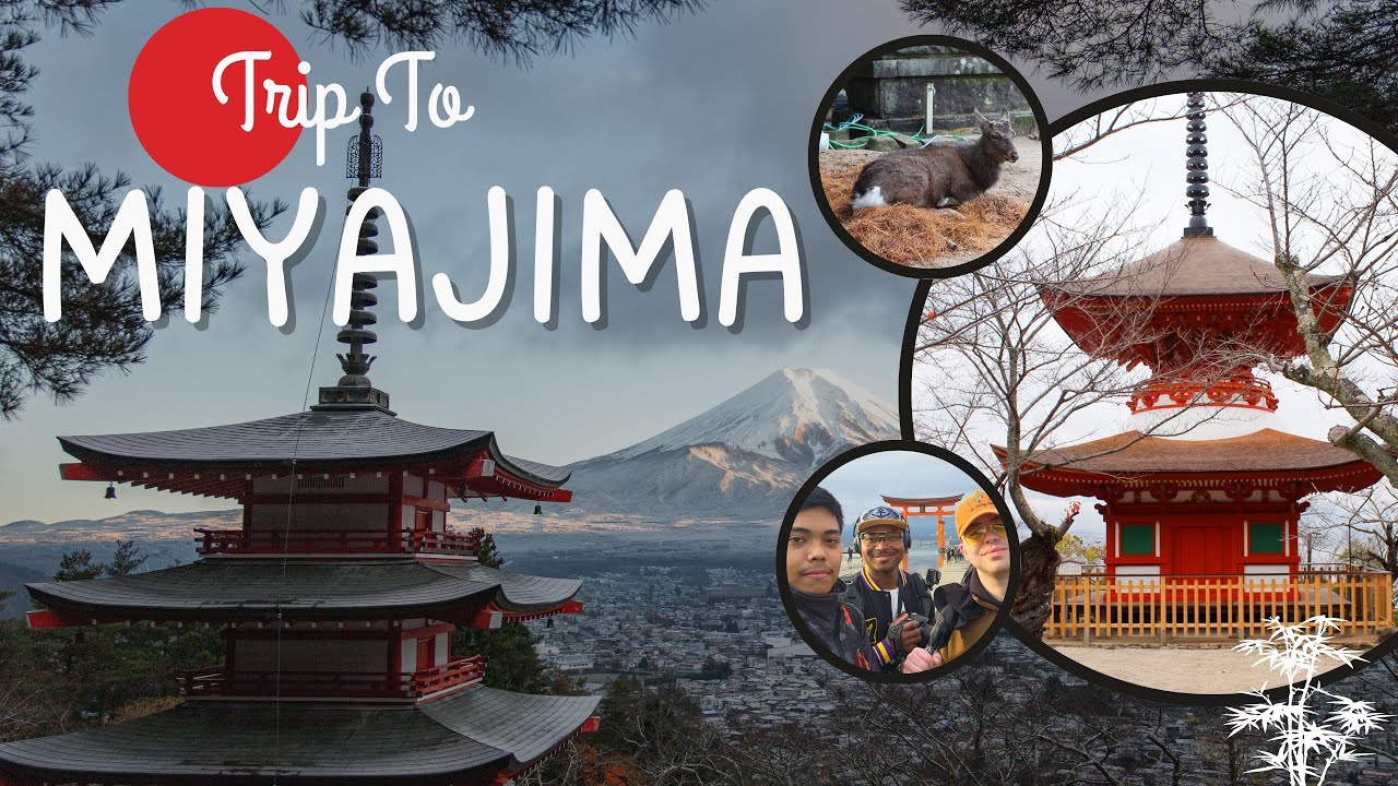 Trip To Miyajima | Torii Gate & Wildlife View ⛩️🦌