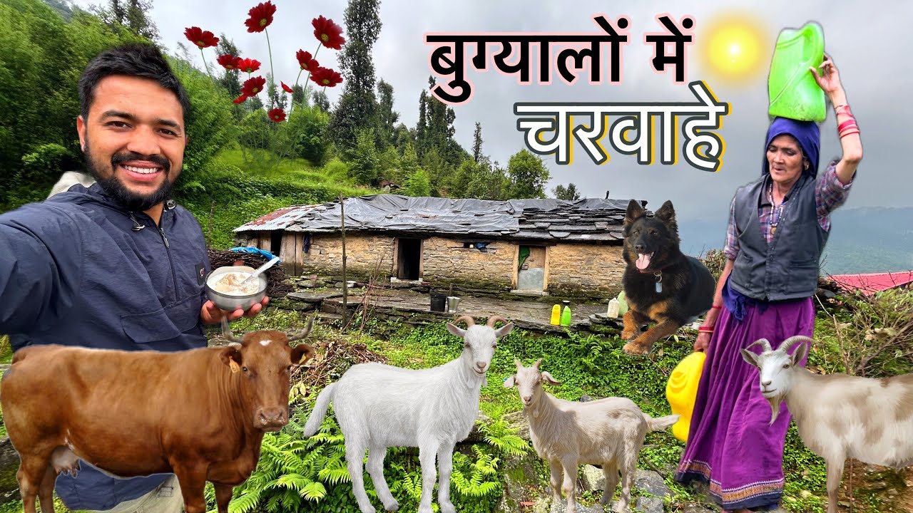 परिवार छोड़कर 6 महीने के लिए जंगल में रहते ये लोग ! पालतू पशुओं के साथ Shepherd Lifestyle | Arjun k