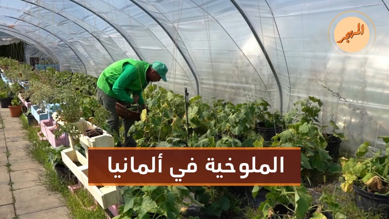 سوريون يزرعون خضرا وفواكه سوريّة في أوروبا | المهجر