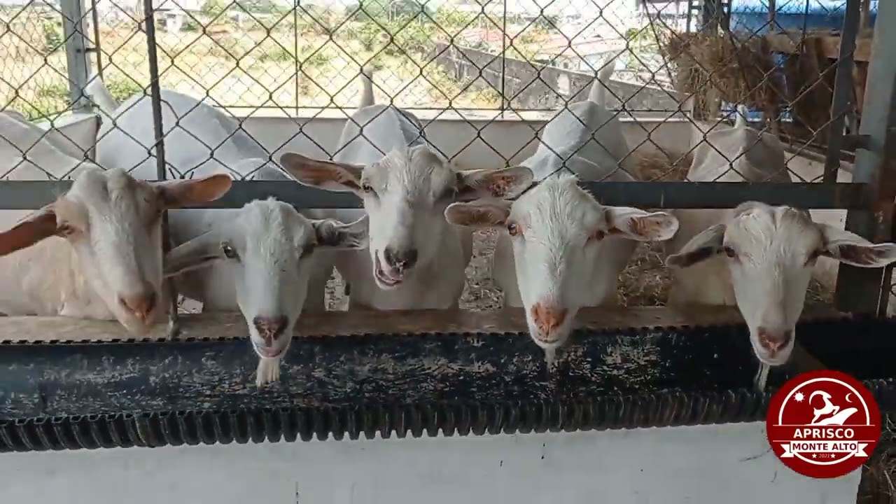 La ganader&iacute;a caprina