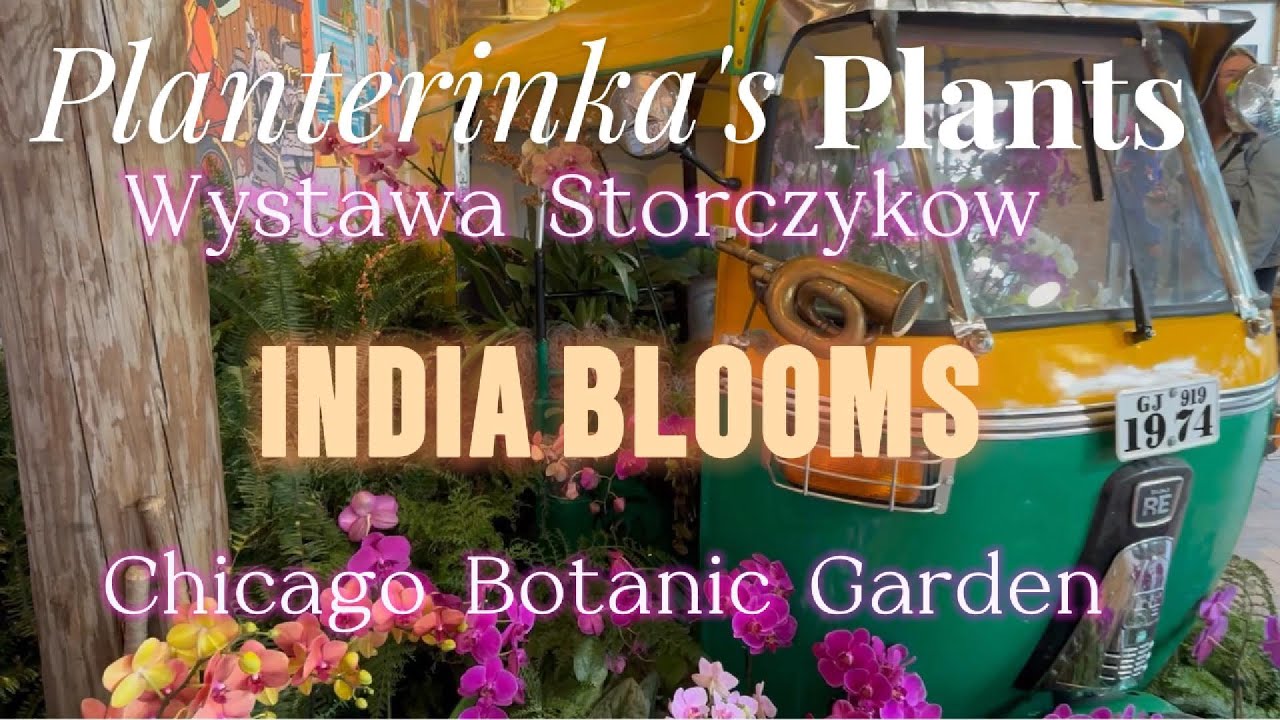 Wystawa Storczykow w Chicago Botanic Garden 2025 | INDIA BLOOMS