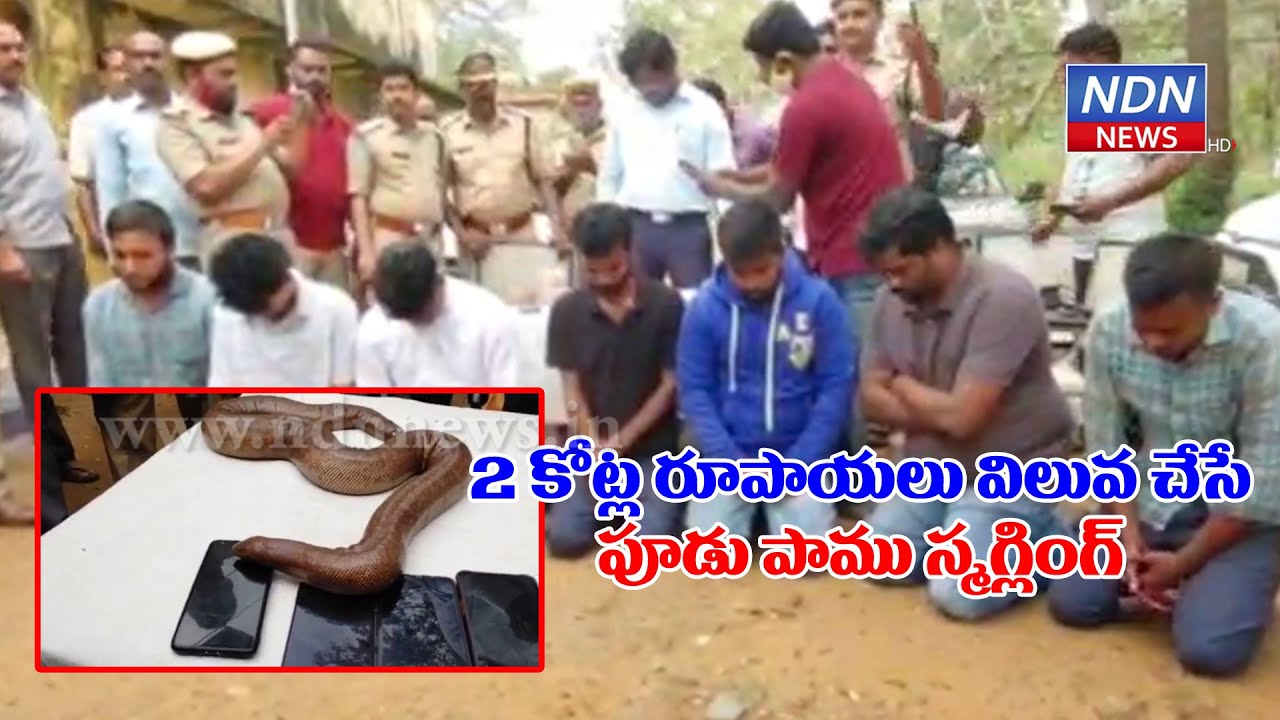 2 కోట్ల రూపాయల విలువ చేసే పూడుపాము స్మగ్లింగ్.. వెంకటగిరిలో అంతర్జాతీయ ముఠా అరెస్ట్..  - NDN News