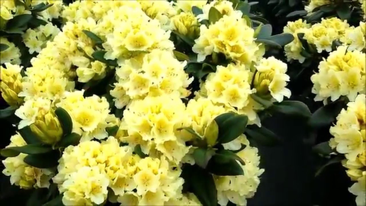 Best Garden Shrubs, Rhododendron Capistrano