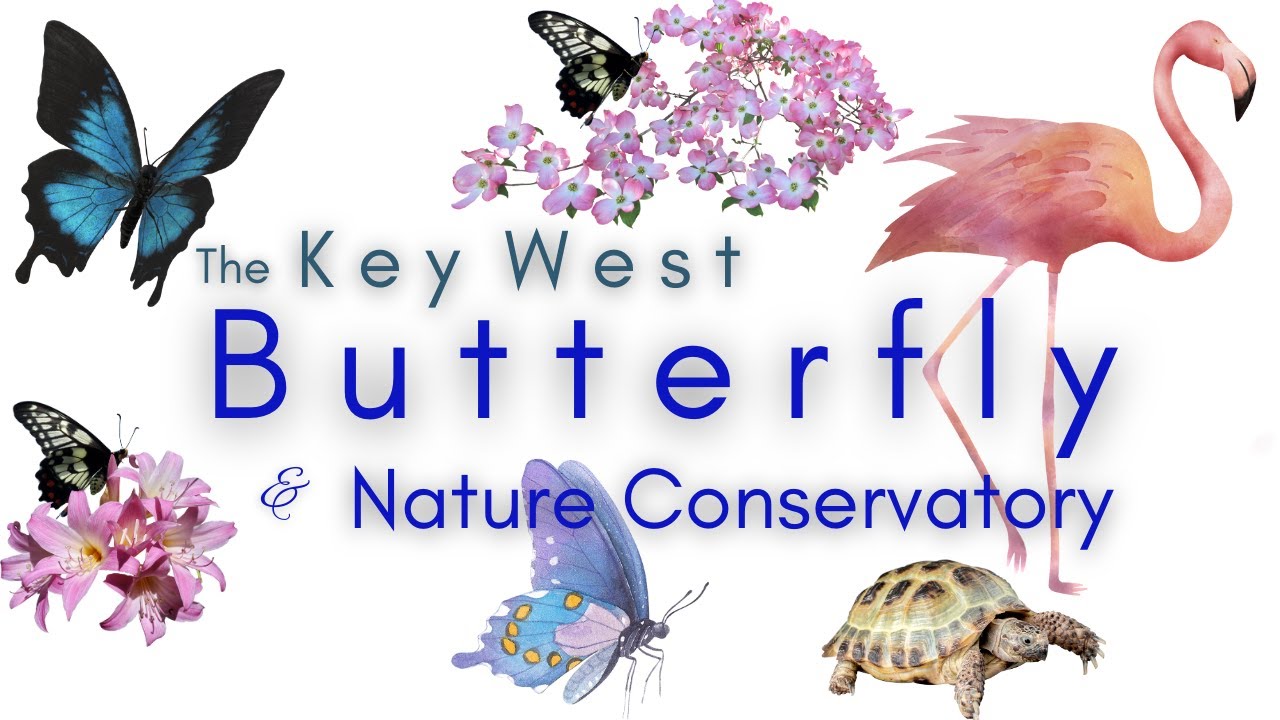 Key West Butterfly & Nature Conservatory #thingstodoinkeywest #keywestfamilyvacation