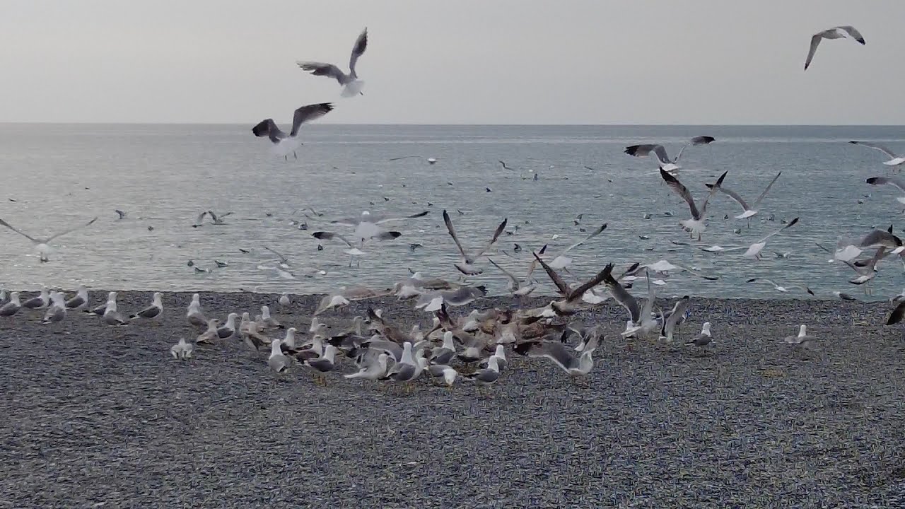 SCALEA, CALABRIA, ITALY... Gabbiani: The Majestic Seagulls of Scalea