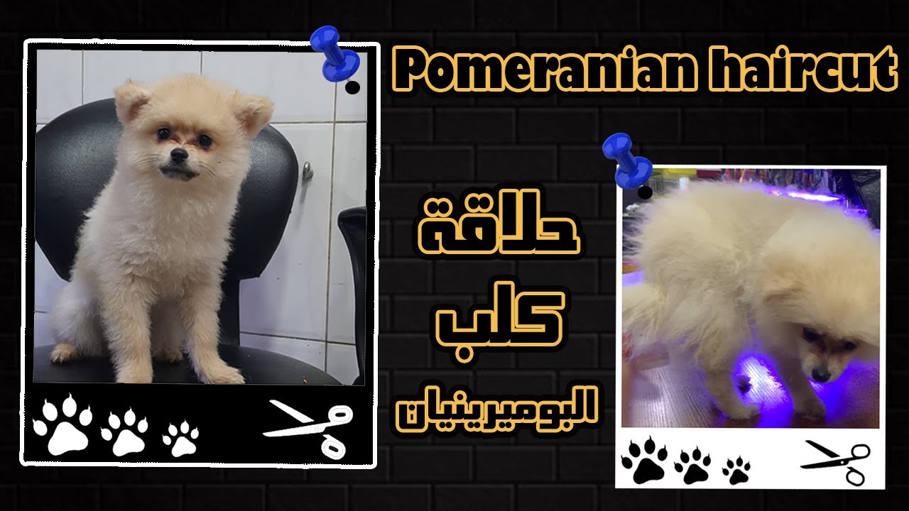 حلاقة كلب البوميرينيان Pomeranian haircut