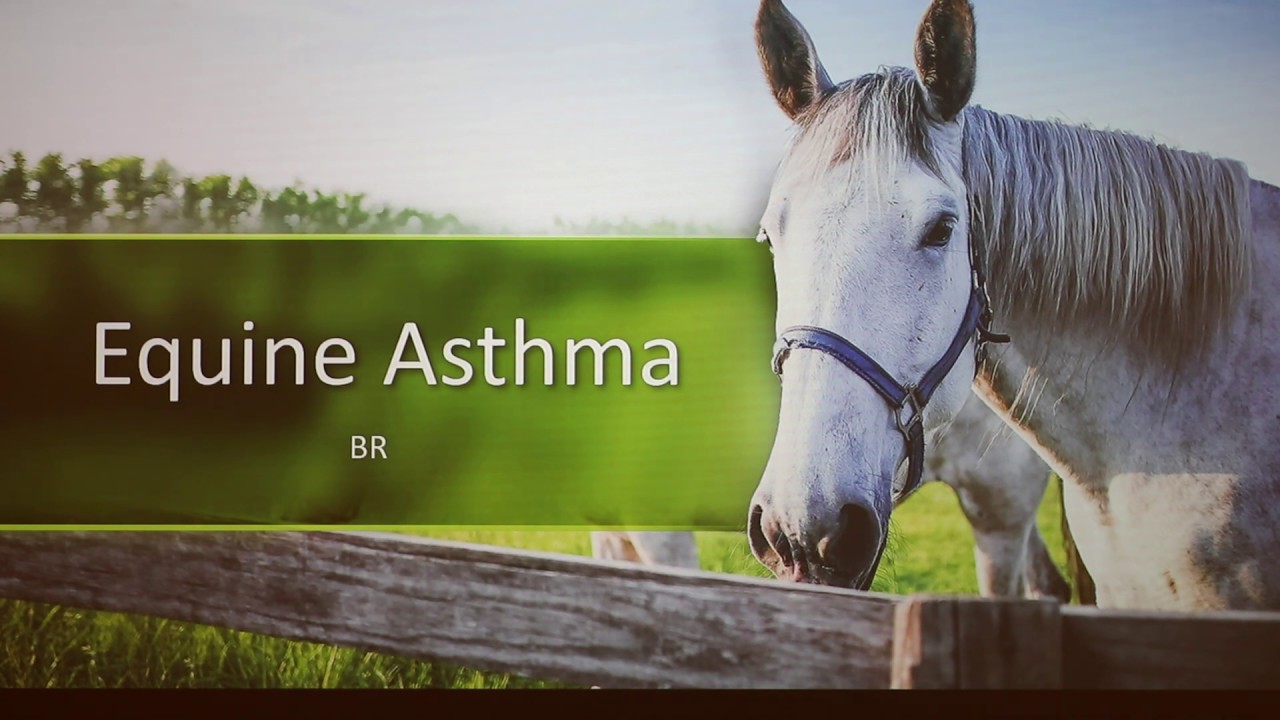 Equine Asthma