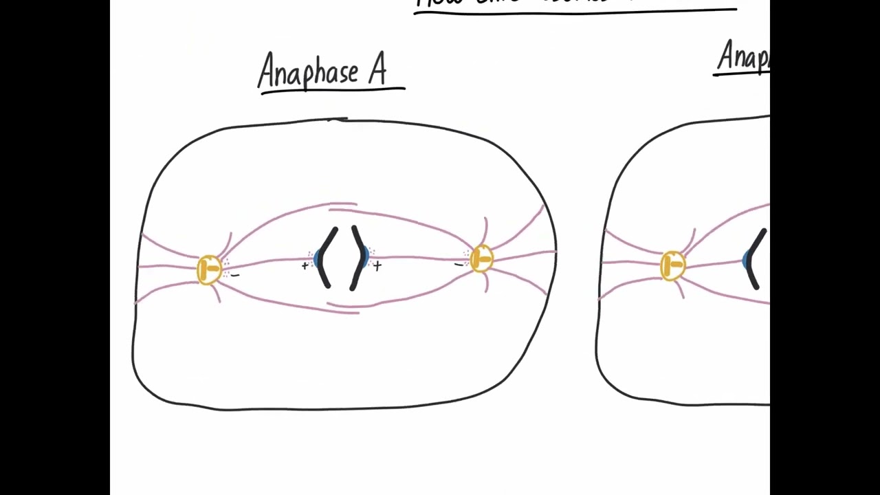 Mitosis