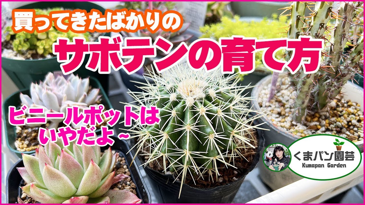 サボテン！枯らさない為に、まずはじめに。育て方・植え替え【くまパン園芸】