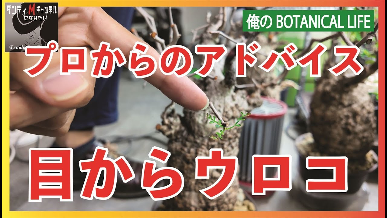 なんやて⁉　パキプス発根管理　聞いてたんと違う！　プロから伝授　パキプス現地発根株　発根管理の極意　Hakonekoプランツさんが見かねて来てくれました　８株の状況は？