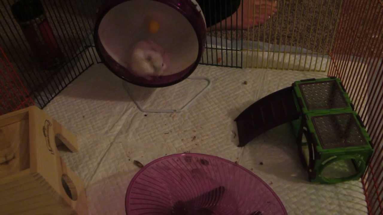 Chubby Pearl Winter White Hamster in the Playpen