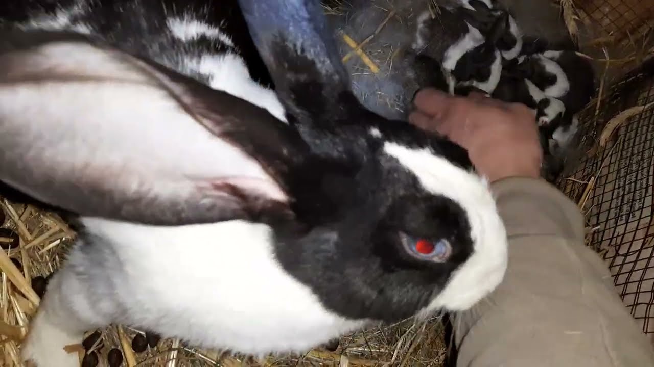 evoluția puilor născuți la început de ianuarie 2025/ diferite modele la hycole și mărimi la urechi 🐇