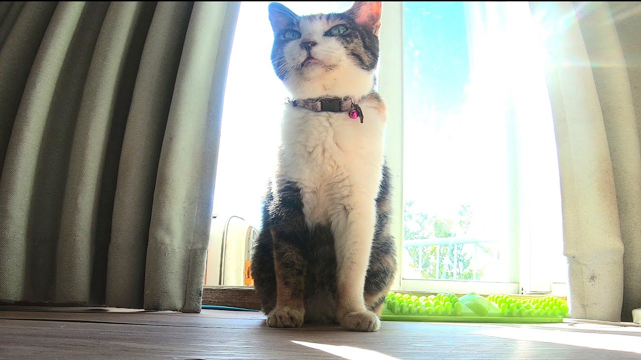 物分かり良すぎる猫との日常がおもしろい