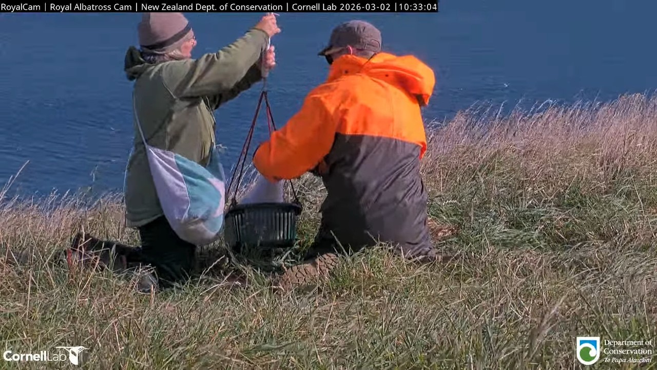 26.03.02 Royal Albatross Cam - DNA結果公布：小信是男生 DNA Results Are In &mdash; The Plateau Chick Is Male