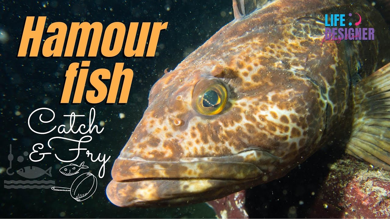 Hamour Fish | Live Fish Catch and Cook at Beach | Life Designer