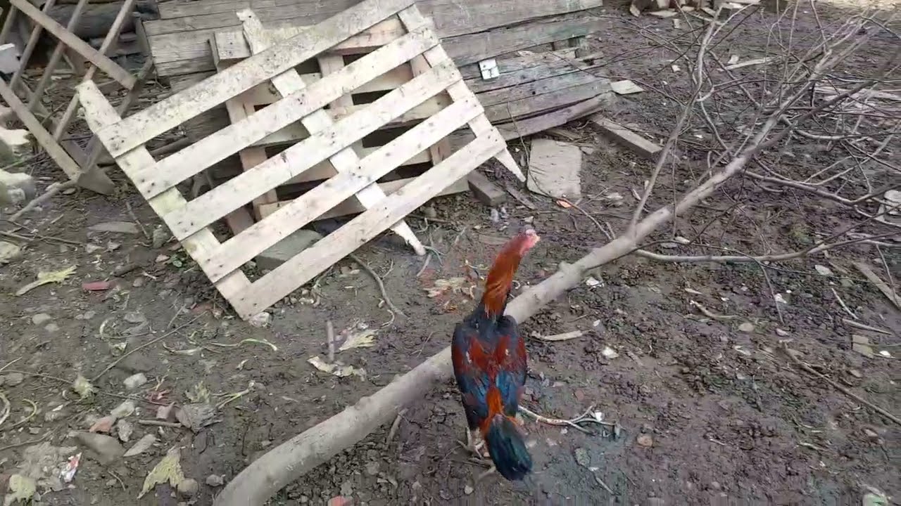 #hinthorozu azaltmaya başladık hayırlısı #dakan #xoroz #tozo #tavuk #viral #rooster 542