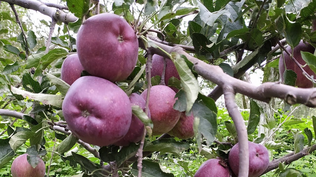 Grafting technique part 2 |grafiting and previous year result in my orchard|