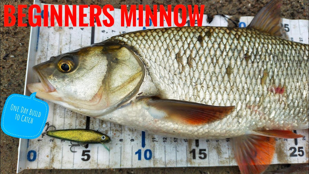 Lure Making Beginners Minnow | Same Day Build to Catch 🎣