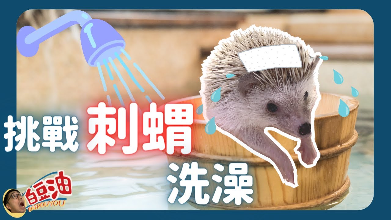 【白豆油】挑戰幫刺蝟洗澡｜刺蝟洗澡懶人包｜防疫新生活 #好家在我在家