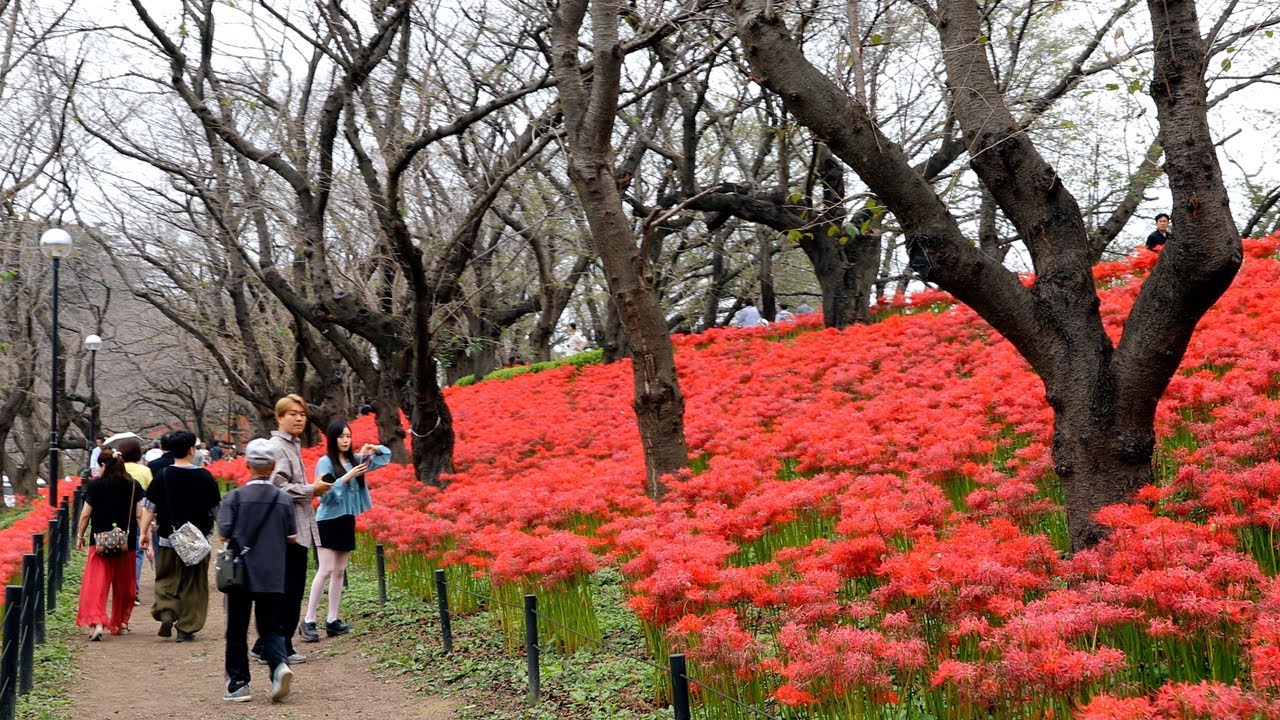 Red spider lily covers the sky at Gongendo, place not to be missed for thouse  who beautiful scenery