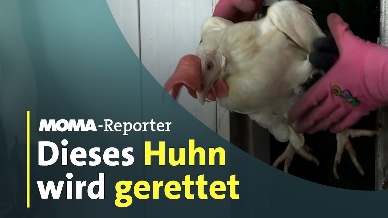 So funktioniert die Hühnerrettung I ARD-Morgenmagazin