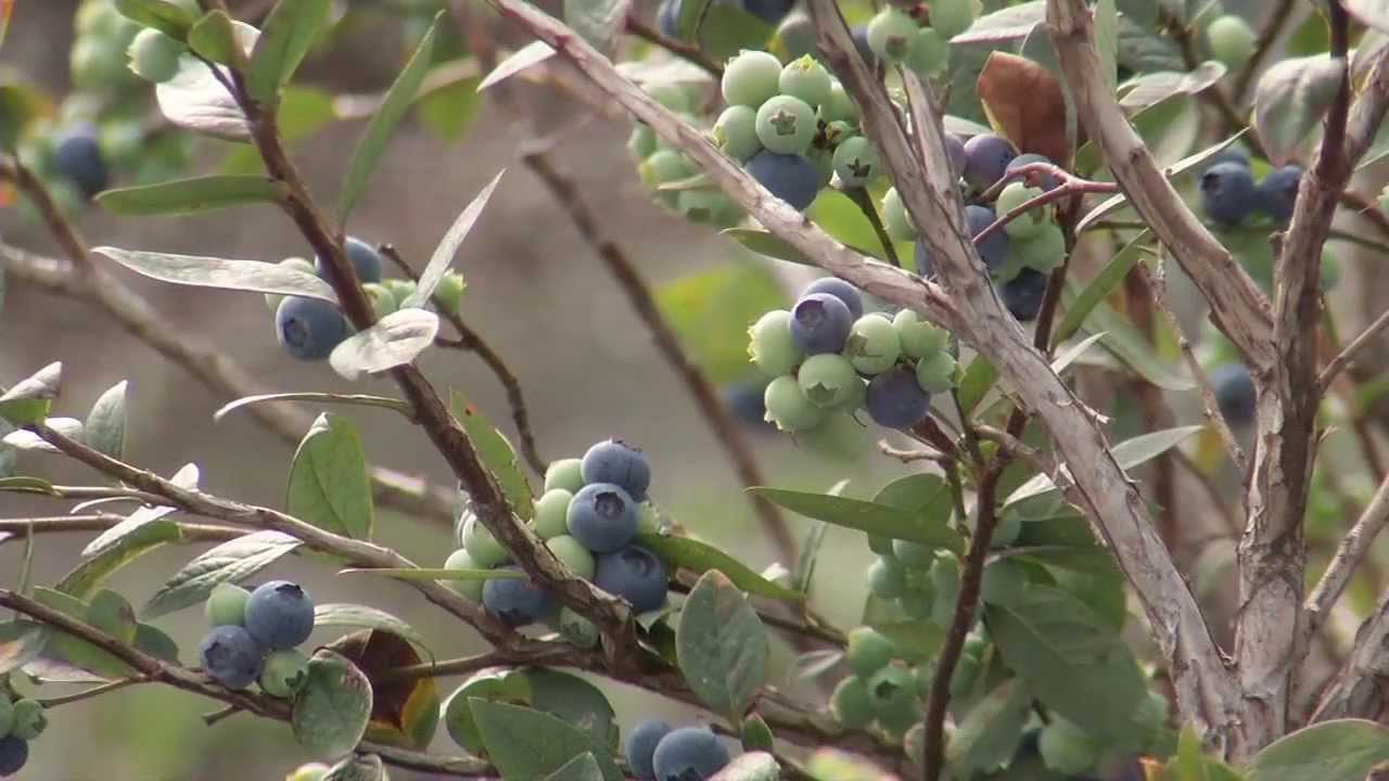 UF/IFAS Research Plant Breeding- Blueberries