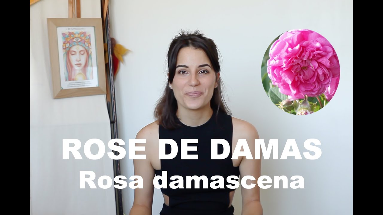 L'huile essentielle de la Rose de Damas - Rosa damascena (et olfaction)