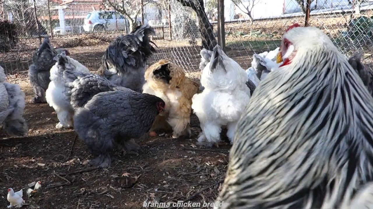 brahma chicken breeds - Group Chickens Going Out Coop - AGROKOTA.GR - sony rx100